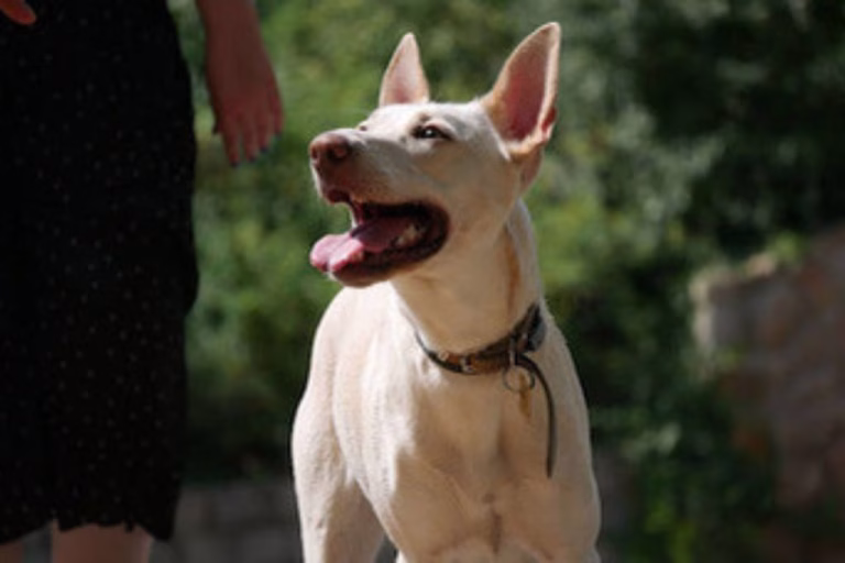 Why you should (not) get a dog: the pros and cons of dog ownership